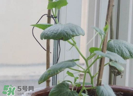 六月份可以種葫蘆嗎？葫蘆幾月份種？