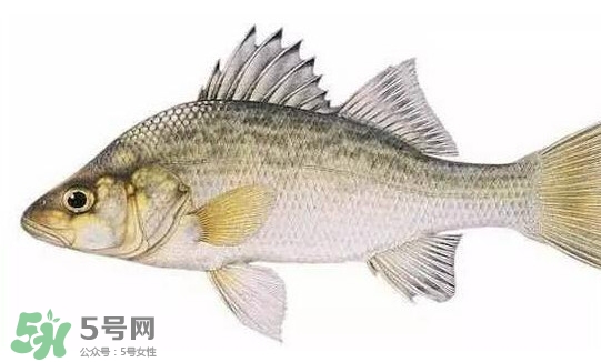 鱸魚怎么做好吃又簡單？清蒸鱸魚的做法