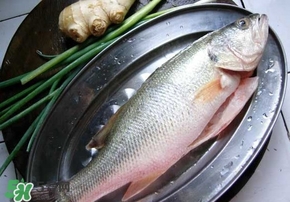 鱸魚是海鮮嗎？鱸魚是不是海鮮？