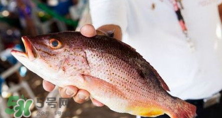 鱸魚刺多嗎？鱸魚適合做給寶寶吃嗎？