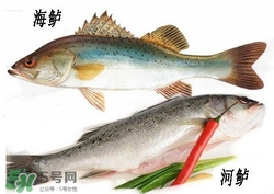 海鱸魚多少錢一斤2017？淡水鱸魚多少錢一斤？