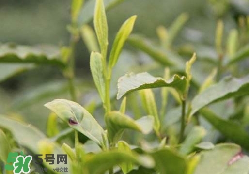 喝信陽毛尖有什么好處？信陽毛尖是紅茶還是綠茶？