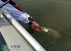 釣海鱸魚什么時候最好？釣海鱸魚用什么樣的魚餌？