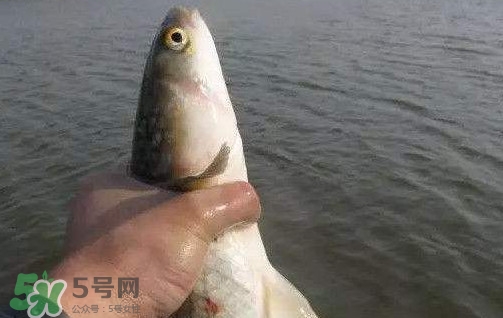 釣海鱸魚什么時候最好？釣海鱸魚用什么樣的魚餌？