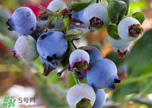 蘋果和藍莓能一起吃嗎？蘋果和藍莓干能一起吃嗎？