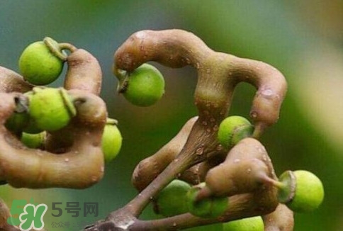 萬壽果多少錢一斤2017？萬壽果什么時候成熟