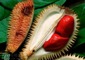紅肉榴蓮是什么品種？紅色的榴蓮是什么品種？