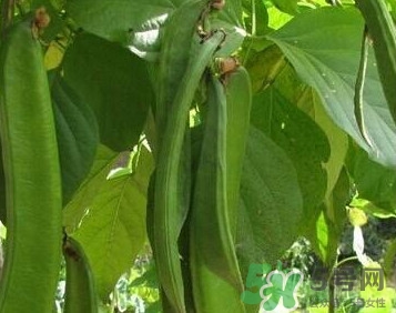 刀豆是豆制品嗎？刀豆是豆角嗎？