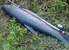 釣青魚(yú)怎么調(diào)漂圖解？釣青魚(yú)最佳調(diào)漂是幾目