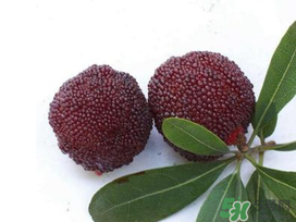 楊梅和櫻桃能一起吃嗎？楊梅可以和櫻桃一起吃嗎？