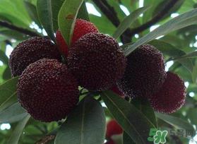 楊梅和芒果能一起吃嗎？吃完楊梅可以吃芒果嗎？