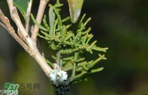 什么是螃蟹腳茶？螃蟹腳茶的功效禁忌