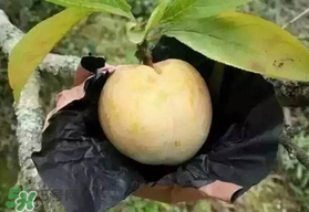 奈李什么時候成熟？奈李孕婦能吃嗎？