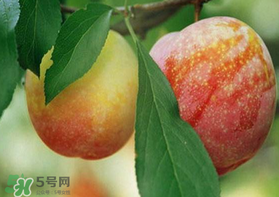 奈李什么時候成熟？奈李孕婦能吃嗎？