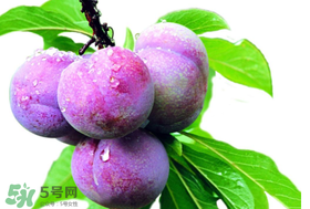 脆紅李什么時候成熟？脆紅李幾月成熟？