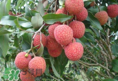 白糖罌荔枝怎樣保果的？白糖罌荔枝和白蠟的區(qū)別