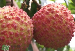荔枝什么品種最好吃？什么品種的荔枝最貴