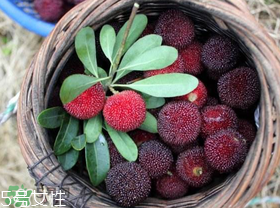 楊梅籽可以種嗎？楊梅籽怎么種小盆栽?？