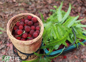 楊梅籽可以種嗎？楊梅籽怎么種小盆栽?？