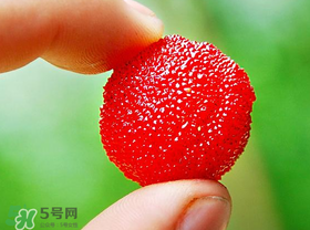 楊梅一天最多吃多少？楊梅一次能吃多少？