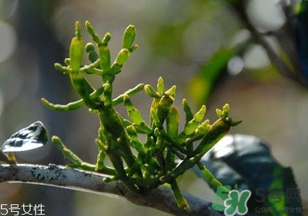 螃蟹腳茶多少錢一斤2017？螃蟹腳茶的價(jià)格