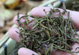 螃蟹腳茶哪些人不能喝？螃蟹腳茶哪些人能喝