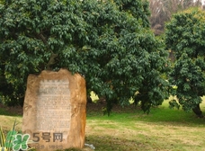 掛綠為什么只有一株？掛綠荔枝為什么不多種？