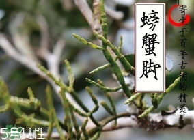 螃蟹腳茶哪些人不能喝？螃蟹腳茶哪些人能喝
