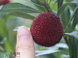 楊梅放冰箱能放幾天？楊梅可以放冰箱嗎？