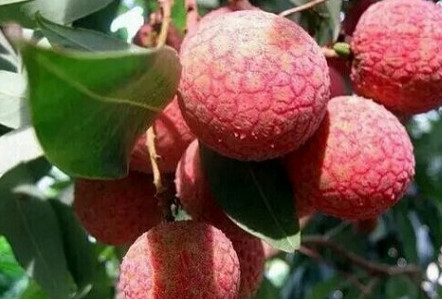 黑葉荔枝好吃嗎？黑葉荔枝多少錢(qián)一斤2017？