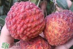 荔枝王是什么品種？荔枝王多少錢一斤2017？