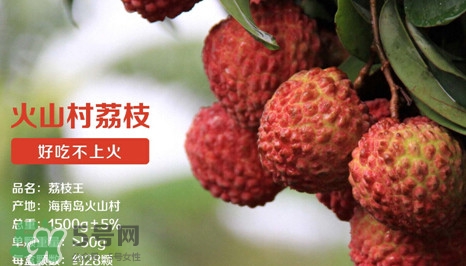 荔枝王的產(chǎn)地是哪里？荔枝王產(chǎn)地在哪兒