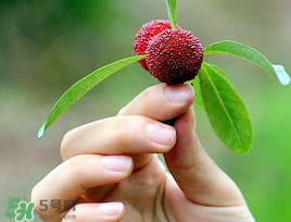 楊梅和花生能一起吃嗎？吃了楊梅還能吃生花生嗎？