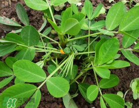 六月份還可以種花生嗎？六月份種花生可以嗎？