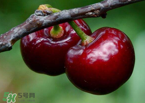 六月份還有櫻桃嗎？6月還有櫻桃嗎？