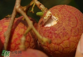 荔枝王的產(chǎn)地是哪里？荔枝王產(chǎn)地在哪兒