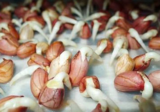 六月份還可以種花生嗎？六月份種花生可以嗎？