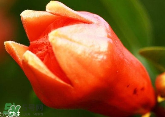石榴花有毒嗎？石榴花能吃嗎？