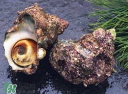 海螺怎樣吃才正確圖解？海螺哪里不能吃圖示