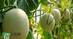甜瓜怎么挑？甜瓜挑選方法