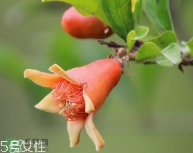 石榴花有毒嗎？石榴花能吃嗎？