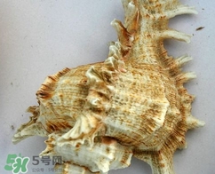 海螺是寒性的嗎？海螺是熱性還是涼性的
