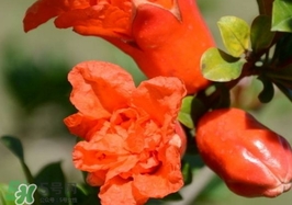 石榴花花語(yǔ)代表什么意思？石榴花花語(yǔ)是什么意思