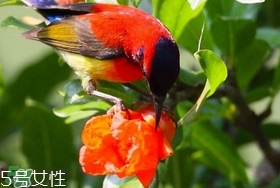 石榴花有毒嗎？石榴花能吃嗎？