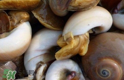 海螺是發(fā)物嗎？海螺是不是發(fā)物
