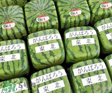 方形西瓜是如何種出來的？方形西瓜是怎么長(zhǎng)成的