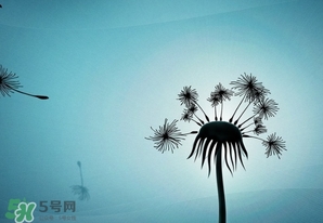 蒲公英開花了還能吃嗎？蒲公英開花的好還是不開花的好？