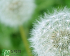 蒲公英開花了還能吃嗎？蒲公英開花的好還是不開花的好？