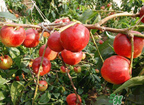 油桃和西紅柿能一起吃嗎？毛桃和西紅柿能一起吃嗎？