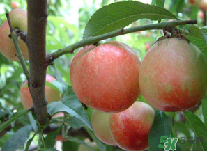 油桃和西紅柿能一起吃嗎？毛桃和西紅柿能一起吃嗎？